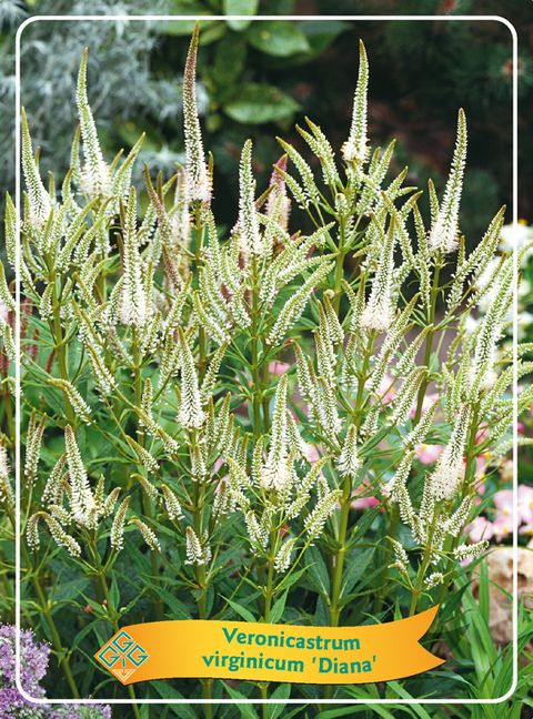 Veronicastrum virginicum MIX