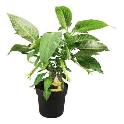 Brugmansia BUSH YELLOW