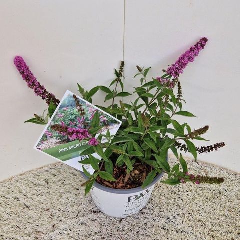 Buddleja davidii PINK MICRO CHIP