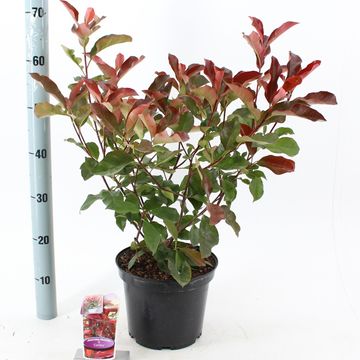 Photinia x fraseri 'Camilvy'