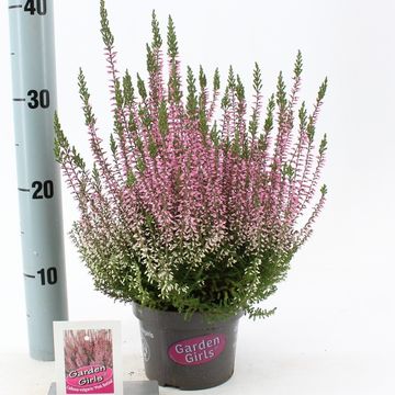 Calluna vulgaris GARDEN GIRLS PINK BETTINA