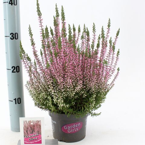 Calluna vulgaris GARDEN GIRLS PINK BETTINA