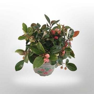 Гаултерия procumbens BIG BERRY