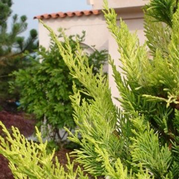 x Cupressocyparis leylandii 'Gold Rider'