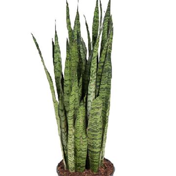 Sansevieria zeylanica