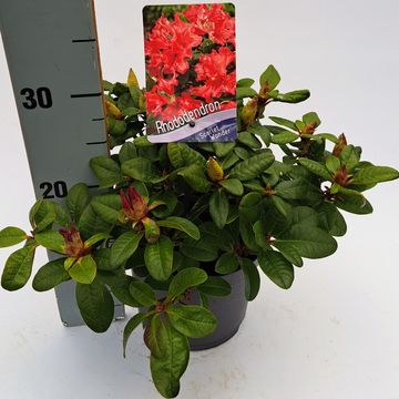 Rhododendron 'Scarlet Wonder' (F)