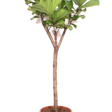 Ficus lyrata