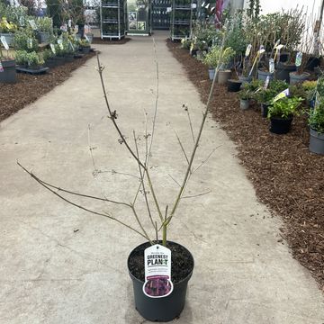 Callicarpa bodinieri 'Profusion'