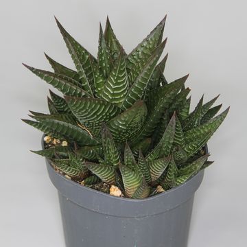 Haworthia limifolia