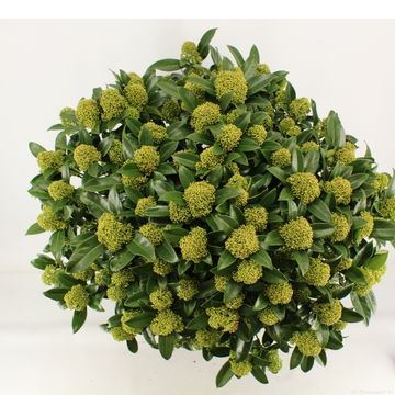 Skimmia japonica WHITE GLOBE
