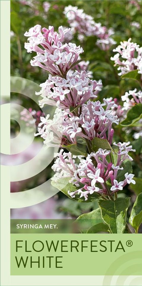 Syringa meyeri FLOWERFESTA WHITE