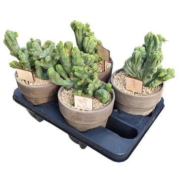 Trichocereus bridgesii monstruosus cristatus