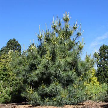 Pinus x schwerinii 'Wiethorst'