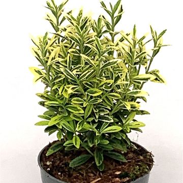 Euonymus japonicus 'Microphyllus Aureovariegatus Gold'