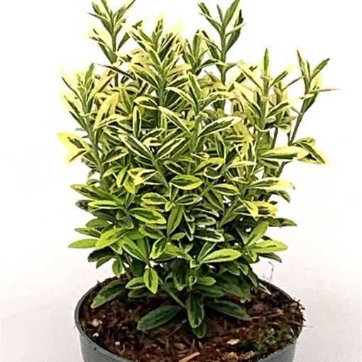 Euonymus japonicus 'Microphyllus Aureovariegatus Gold'