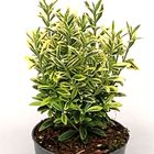 Euonymus japonicus 'Microphyllus Aureovariegatus Gold'