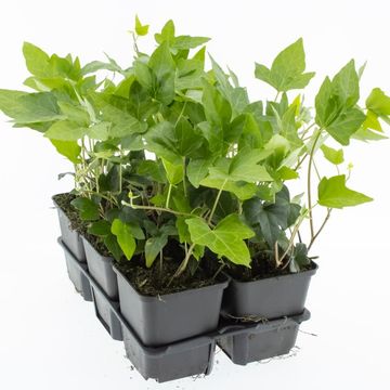 Hedera helix 'Shamrock'