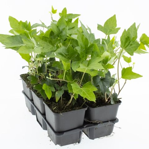 Hedera helix 'Shamrock'