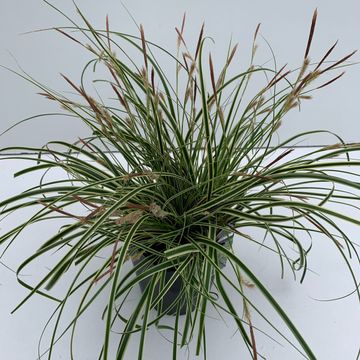 Carex oshimensis EVERCOLOR EVERCREAM