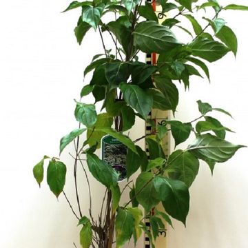 Cornus kousa chinensis