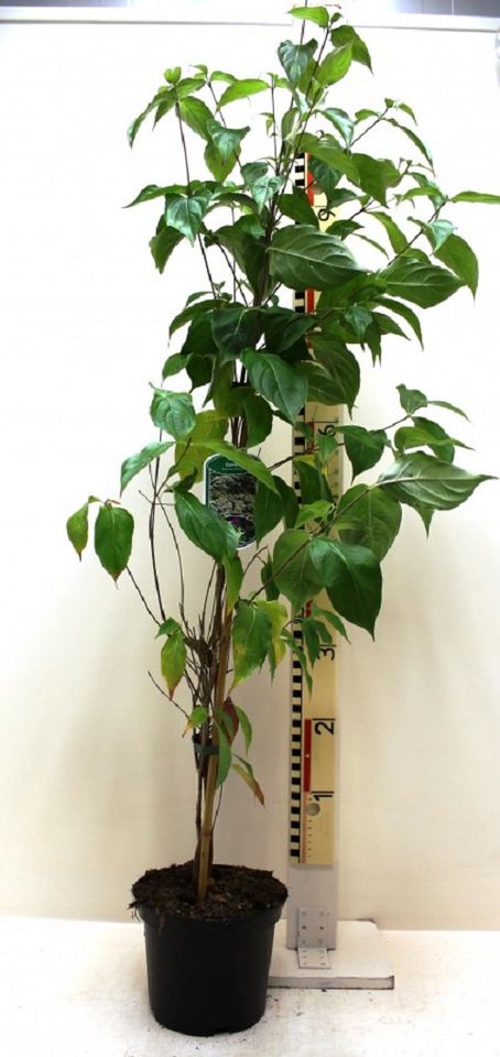 Cornus kousa chinensis