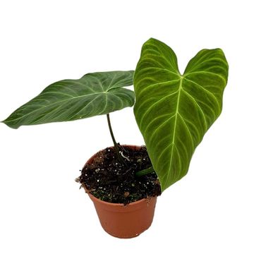 Philodendron 'Splendid'