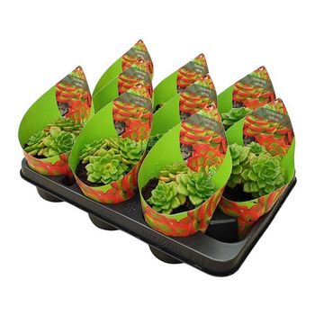 x Sedeveria 'Letizia'