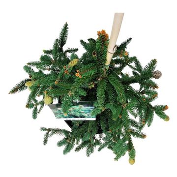Picea abies 'Acrocona'