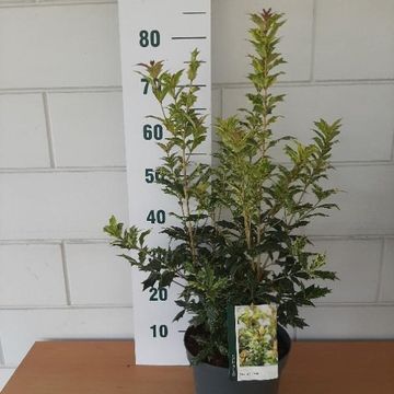 Osmanthus heterophyllus 'Гошики'