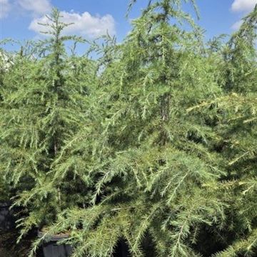 Cedrus deodara