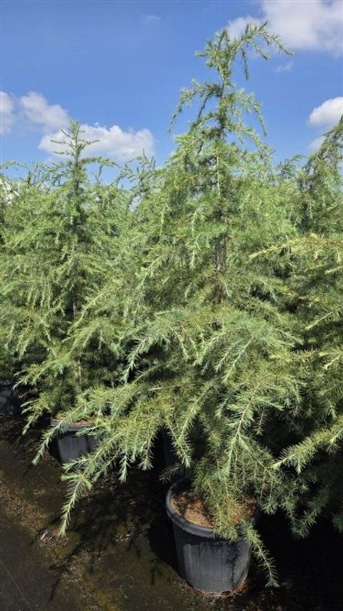 Cedrus deodara