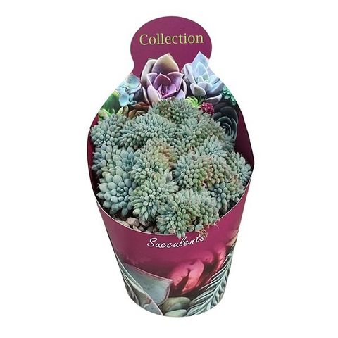 Echeveria setosa 'Rondelli Cristata'