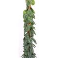 Scindapsus pictus 'Trebie'