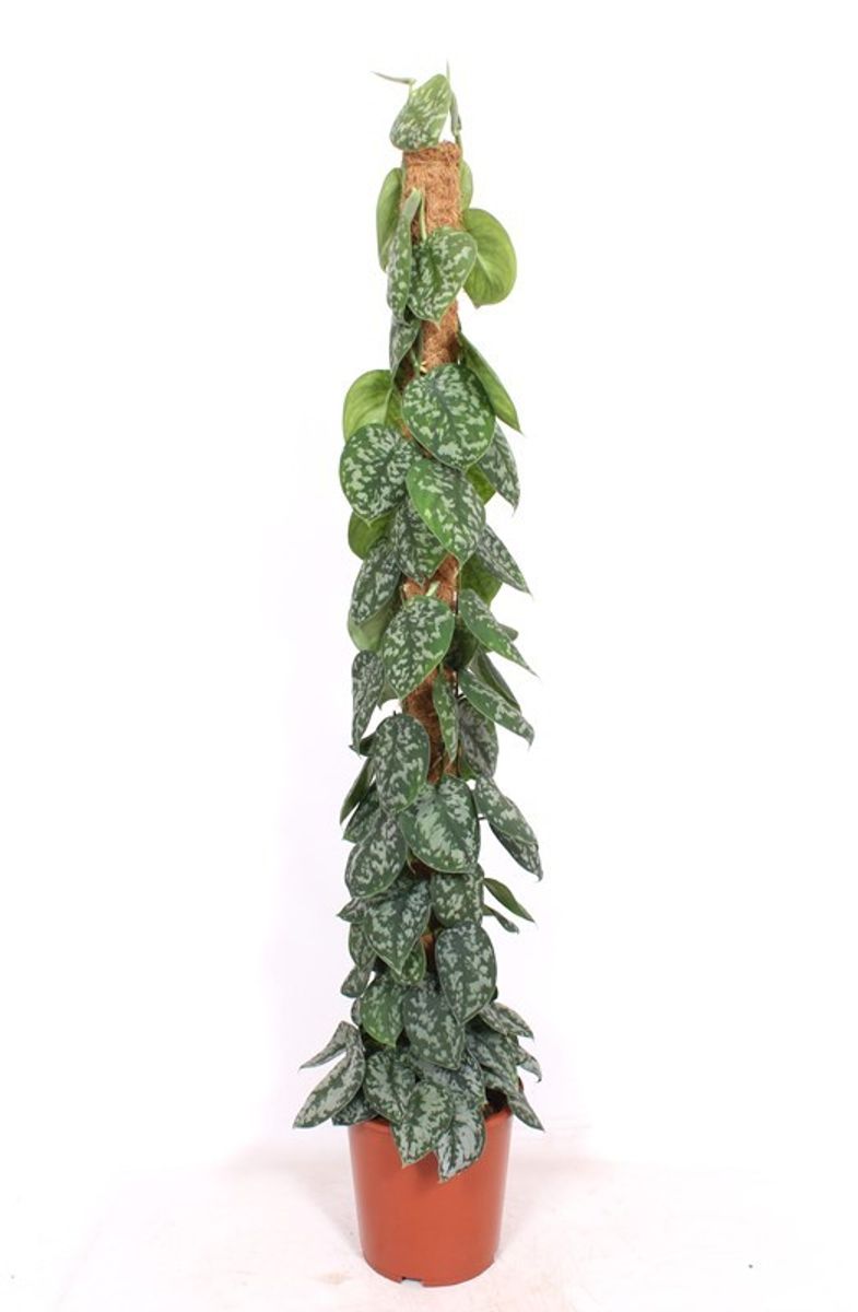 Scindapsus pictus 'Trebie' — Plant Wholesale FlorAccess