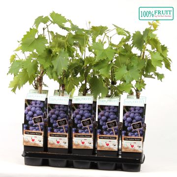 Vitis 'Romeo'
