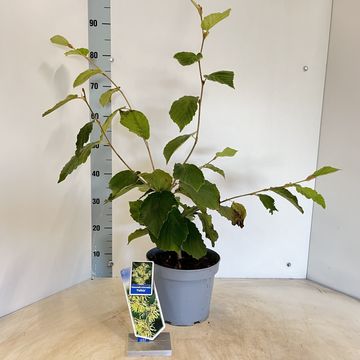 Hamamelis x intermedia 'Pallida'