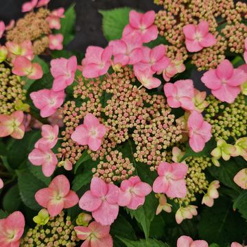Hydrangea MILLION STARS SIRIUS PINK