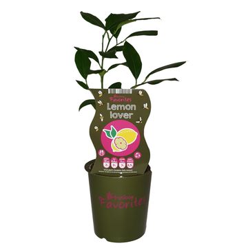 Citrus limon 'Lemon Lover'