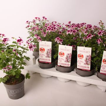 Pelargonium ANGEL PARFUM NOVA
