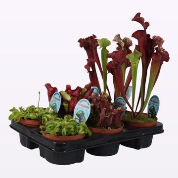 Carnivorous plants MIX