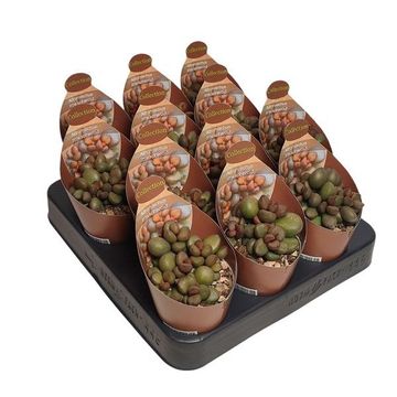 Adromischus marianae 'Little Spheroid'