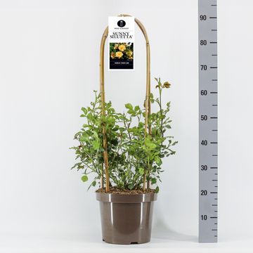 Rosa SUNNY SILUETTA