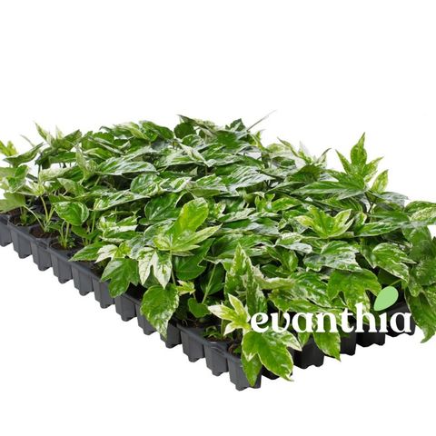 Fatsia japonica 'Spider's Web'