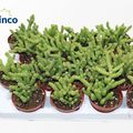 Crassula marnieriana