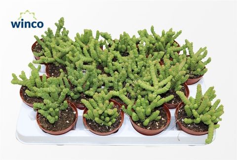 Crassula marnieriana