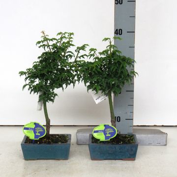 Acer palmatum 'Shishigashira'