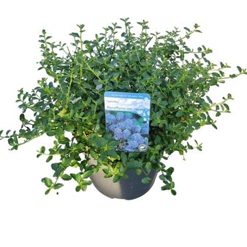 Ceanothus thyrsiflorus repens