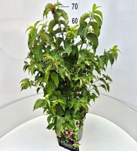 Leycesteria formosa 'Purple Rain'