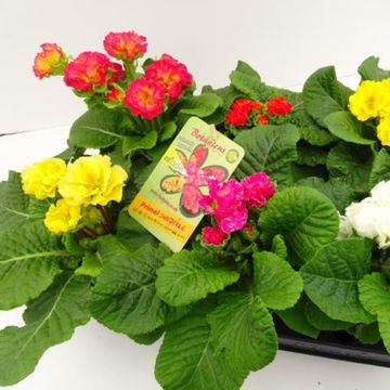 Primula vulgaris MIX