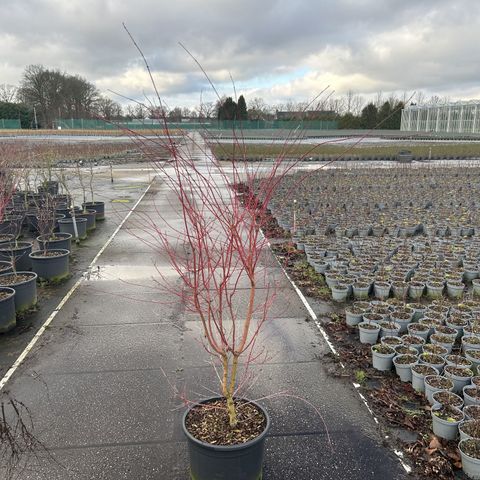 Acer palmatum 'Sangokaku'